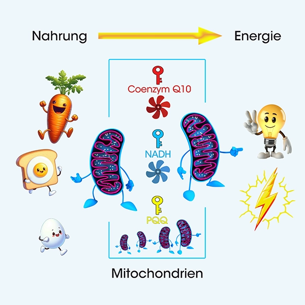 Mitochondrien