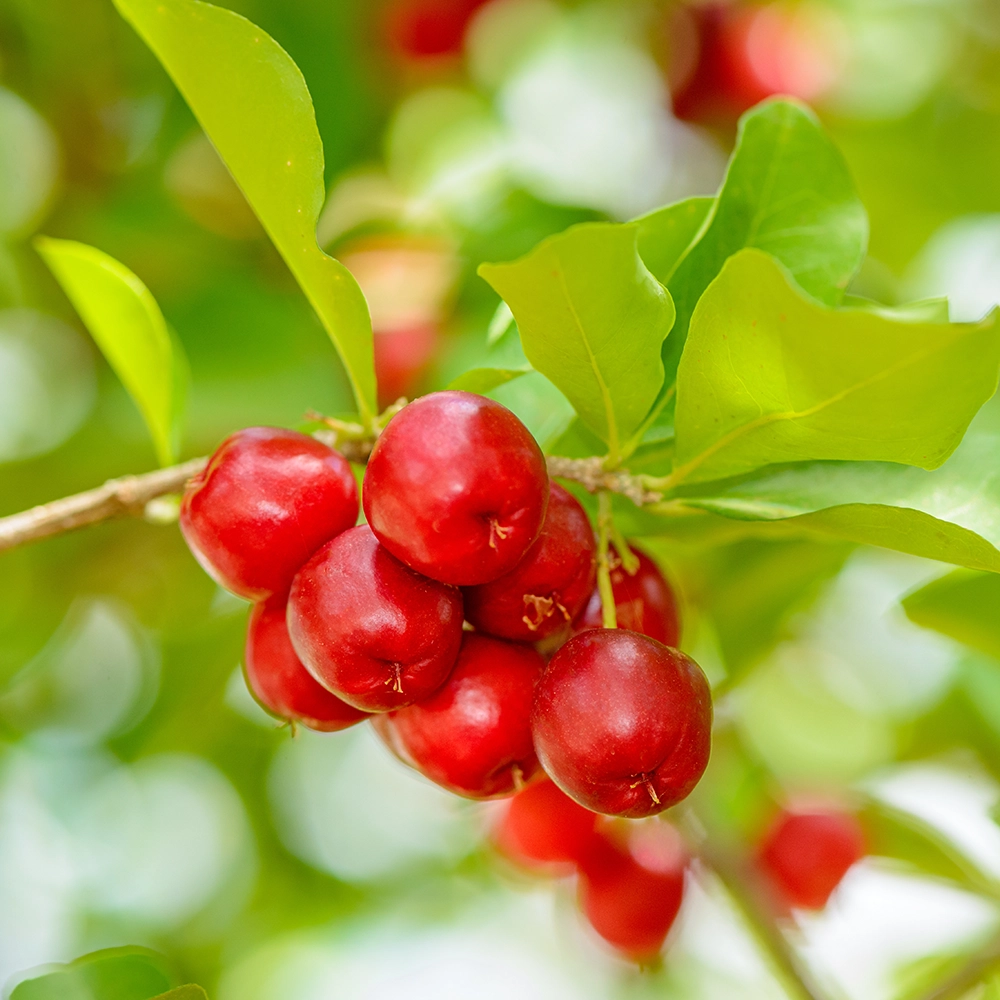 Die Acerola-Beere