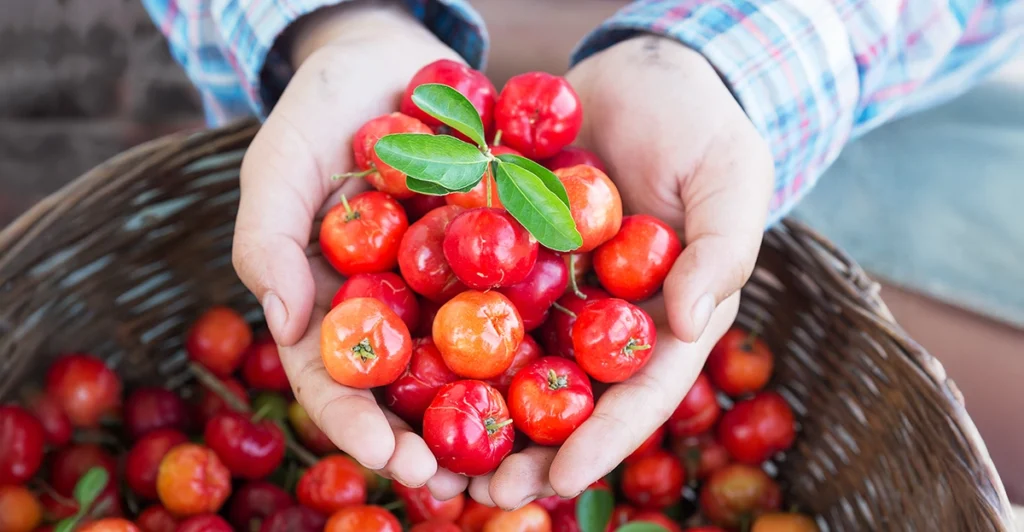 Vitamin C aus der Bio Acerola-Beere